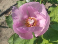 Paeonia mascula ssp mascula Cyprus Troodos Mountains