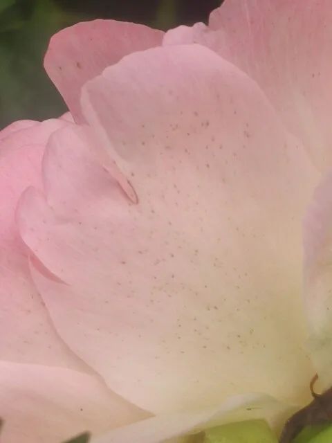 Botrytis