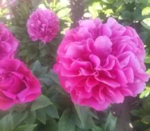 How to grow peonies