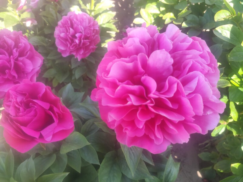 Christine Carrette (Hurtekant, 2024)