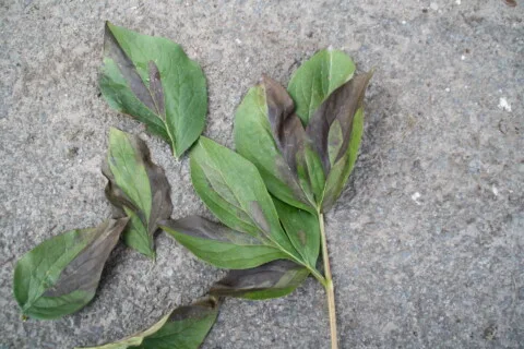 Leaf nematodes