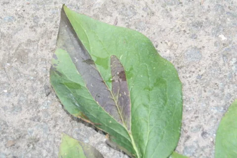 Leaf nematodes