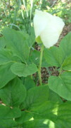 Paeonia lactiflora alba