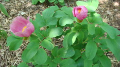 Paeonia daurica