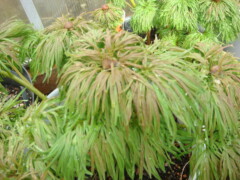 Paeonia tenuifolia