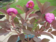 Paeonia caucasica