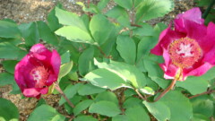 Paeonia mascula ssp mascula