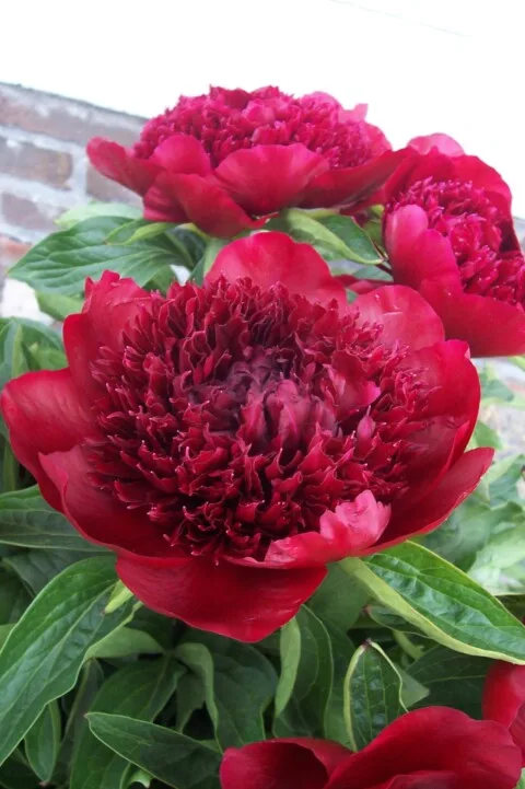 Red Charm Red Charm