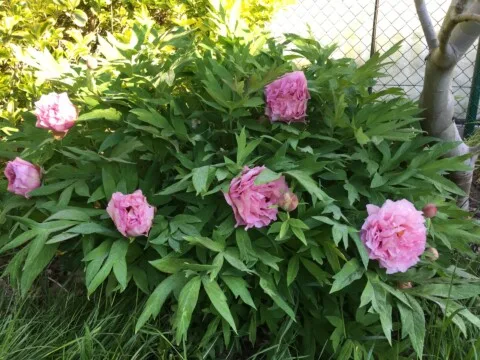 Waucedah Princess shrub