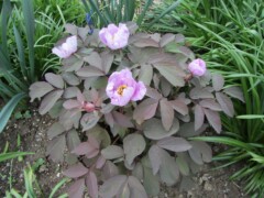 Paeonia qiui