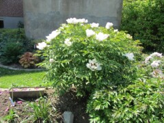 Paeonia rockii ssp. rockii syn. linyanshanii