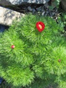 Paeonia tenuifolia rubra