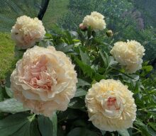 Peony Hybridizers: Kakareka Natallia
