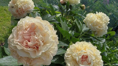 Peony Hybridizers: Kakareka Natallia