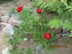 Paeonia saueri