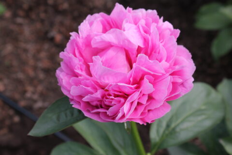 00 Seven (Future Peonies) 00 Seven (Future Peonies)