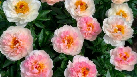 Peony Hybridizers: Voroshilova Anna