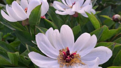 Peony Hybridizers: Mandrona Vasyl