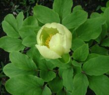Paeonia species of Georgia