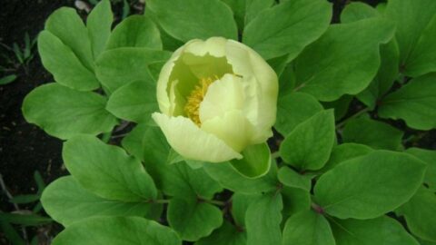 Paeonia species of Georgia