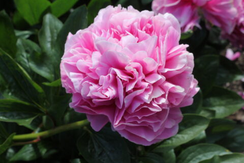 Abundant Prosperity (Future Peonies) Abundant Prosperity (Future Peonies)