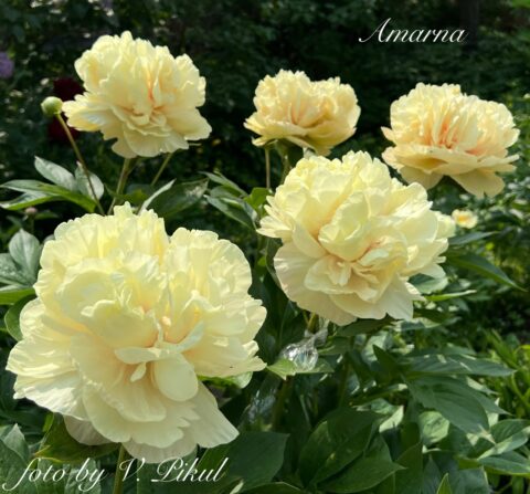 Amarna (Fawkner, 2016) Image by Viktoriya Pikul