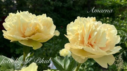 Amarna (Fawkner, 2016) Image by Viktoriya Pikul