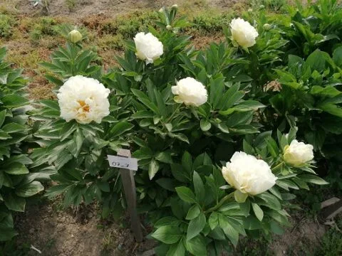 Amfortas (Miely, 2022)