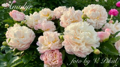 Anadyr (Fawkner, 2011) Image by Viktoriya Pikul