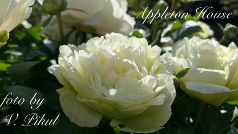 Appleton House (Fawkner, 2011) Image by Viktoriya Pikul