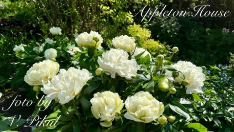 Appleton House (Fawkner, 2011) Image by Viktoriya Pikul