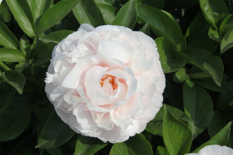 BP22-01(Blushing Princess open pollination)