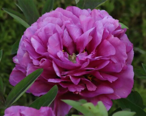 Bad Rappenau (Rieck, 2019)