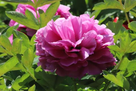 Bad Rappenau (Rieck, 2019)