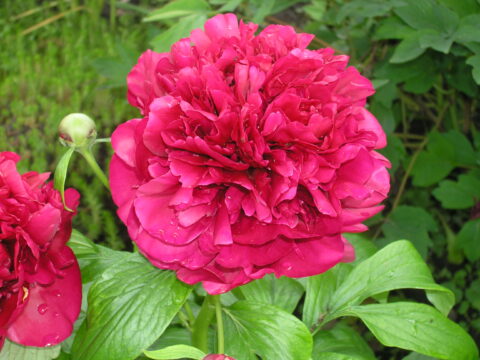 Benefis (Gorobets, 2018)