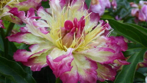 Peony Hybridizers: Wajgert Ewelina