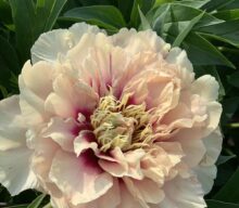 Peony Hybridizers: Rat Thierry