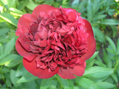 Chaklunka (Gorobets, 2018)