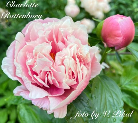 Charlotte Rattenbury (Fawkner, 2011) Image by Viktoriya Pikul