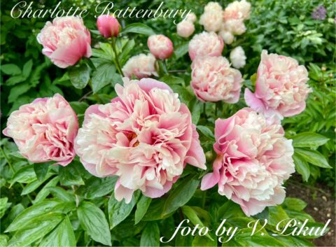 Charlotte Rattenbury (Fawkner, 2011) Image by Viktoriya Pikul