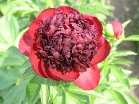 Chornomor (Gorobets, 2013)