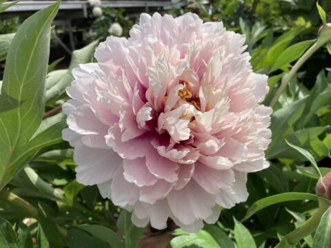 CoDo (Tetzlaff, 2023)