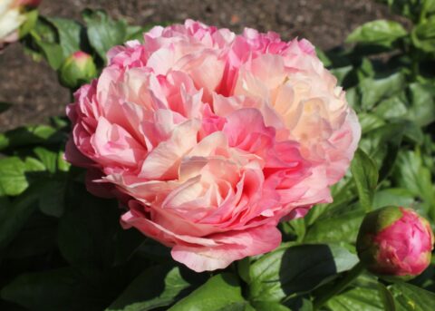 Colour Sense (Future Peonies) Colour Sense (Future Peonies)