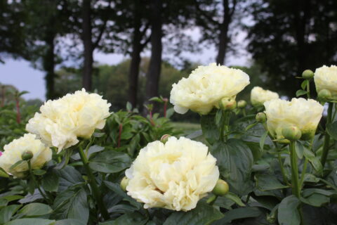 Compassion (Future Peonies) Compassion (Future Peonies)