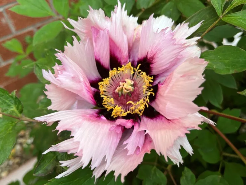 Düsseldorf Helau (Tetzlaff)