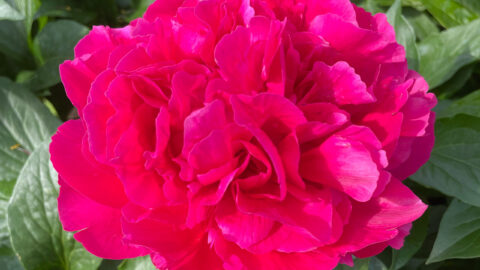 Peony Hybridizers: Kļaviņa Ritma