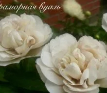 Peony Hybridizers: Pikul Viktoriya
