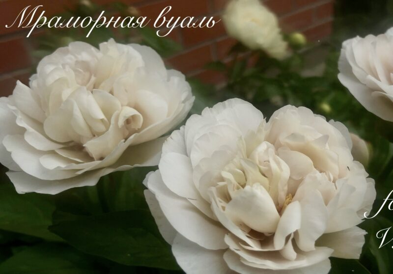 Marble Veil (Viktoriya Pikul)