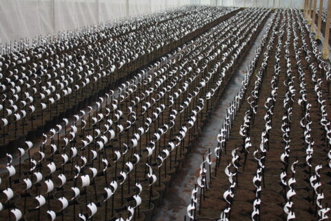 Future Peonies - Greenhouse Future Peonies - Greenhouse