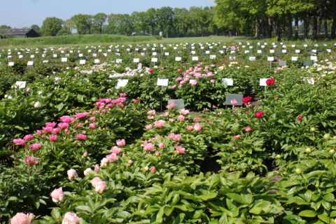 Future Peonies - Peony Showgarden Future Peonies - Peony Showgarden